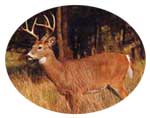 Planting for Deer